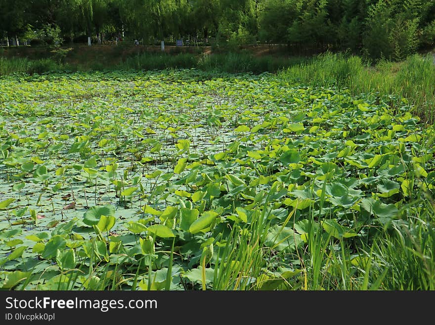 Vegetation, Ecosystem, Plant, Nature Reserve