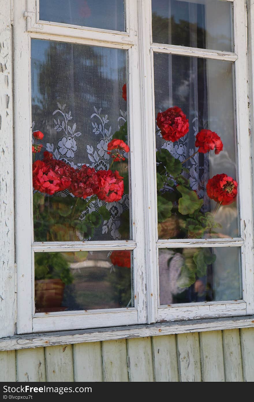 Flower, Window, Door, House