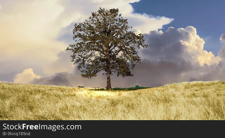 Sky, Grassland, Field, Tree