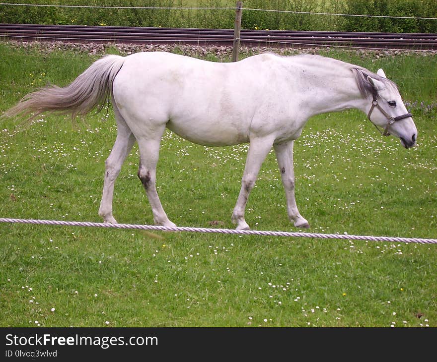 Horse, Pasture, Mare, Mane