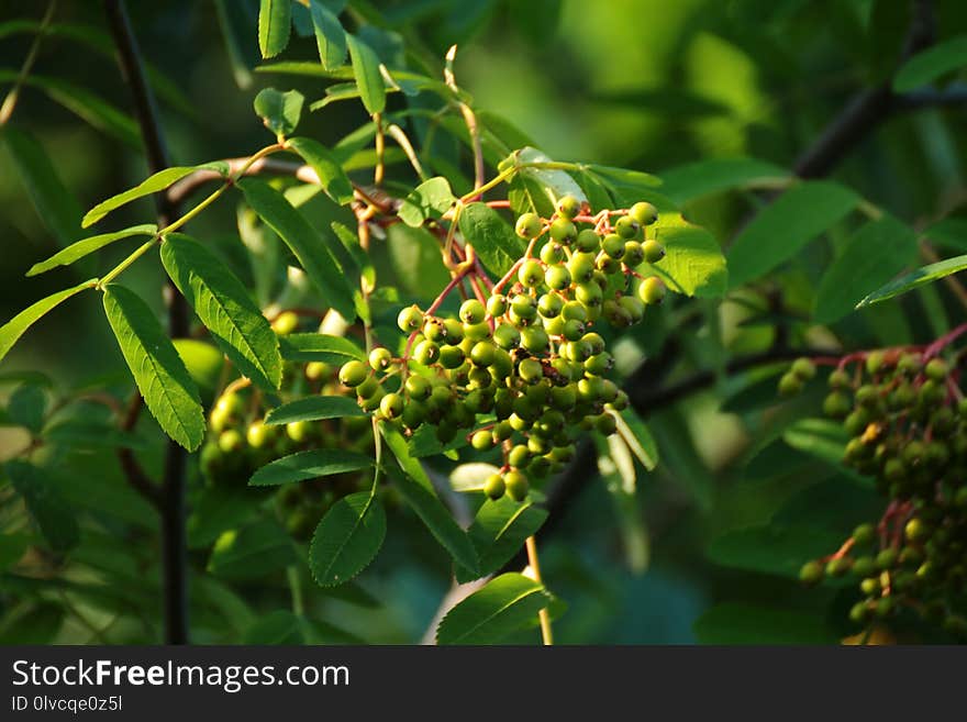 Plant, Barberry Family, Pistacia Lentiscus, Fruit Tree