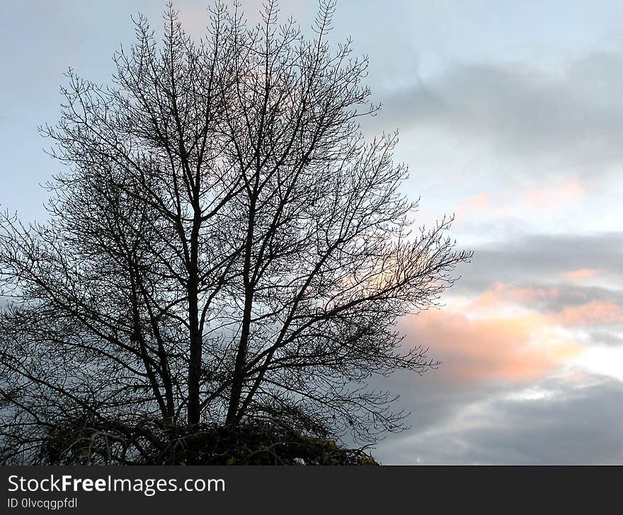 Sky, Cloud, Tree, Branch