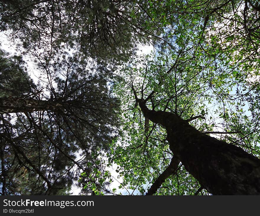 Tree, Nature, Branch, Leaf