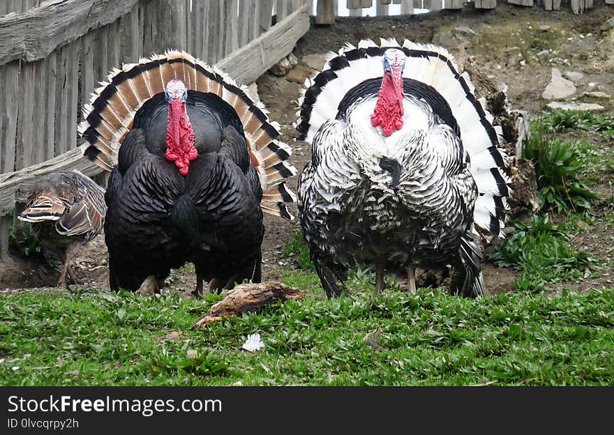 Domesticated Turkey, Wild Turkey, Galliformes, Turkey