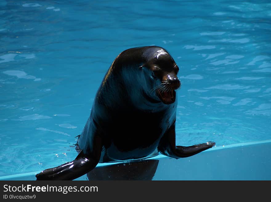 Water, Mammal, Marine Mammal, Dolphin