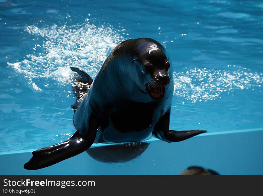 Dolphin, Marine Mammal, Mammal, Whales Dolphins And Porpoises