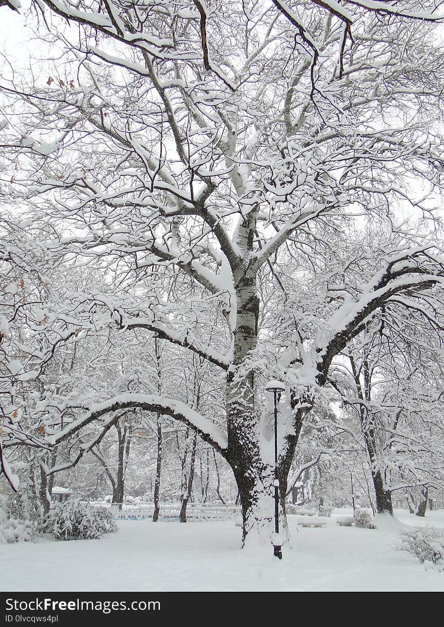 Snow, Winter, Tree, Branch