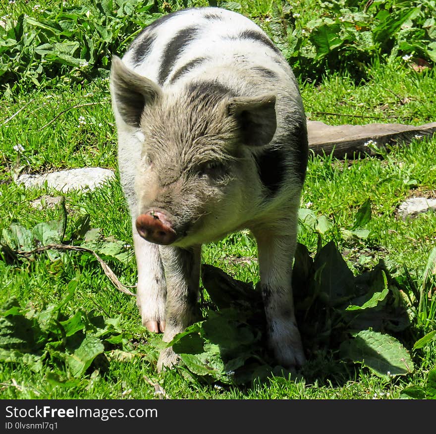 Pig Like Mammal, Pig, Fauna, Domestic Pig