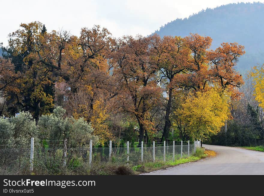 Nature, Tree, Leaf, Autumn