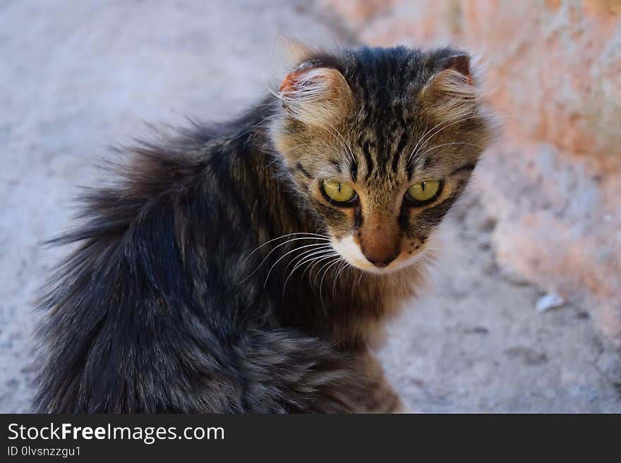 Cat, Whiskers, Mammal, Small To Medium Sized Cats