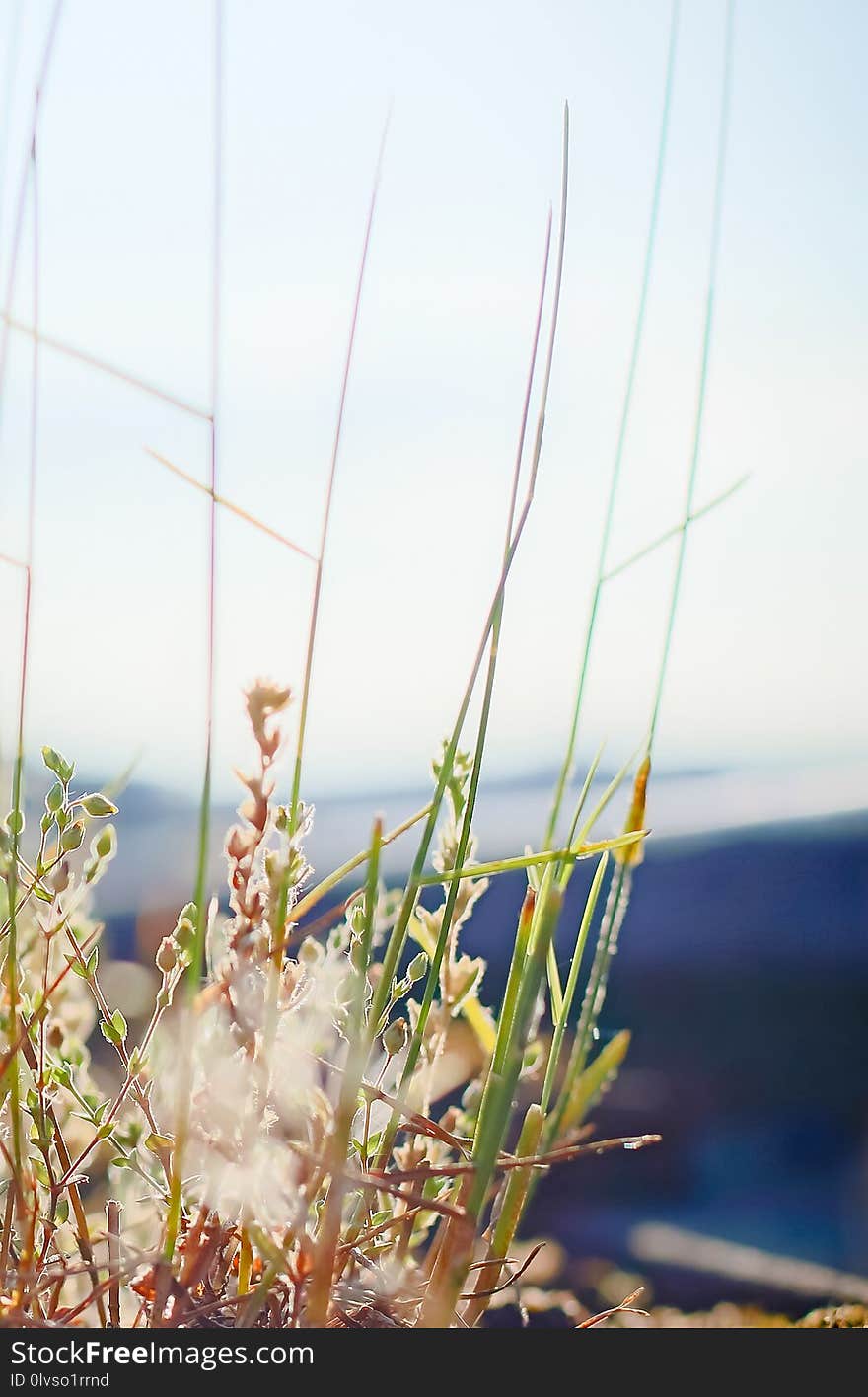 Water, Plant, Flora, Grass Family