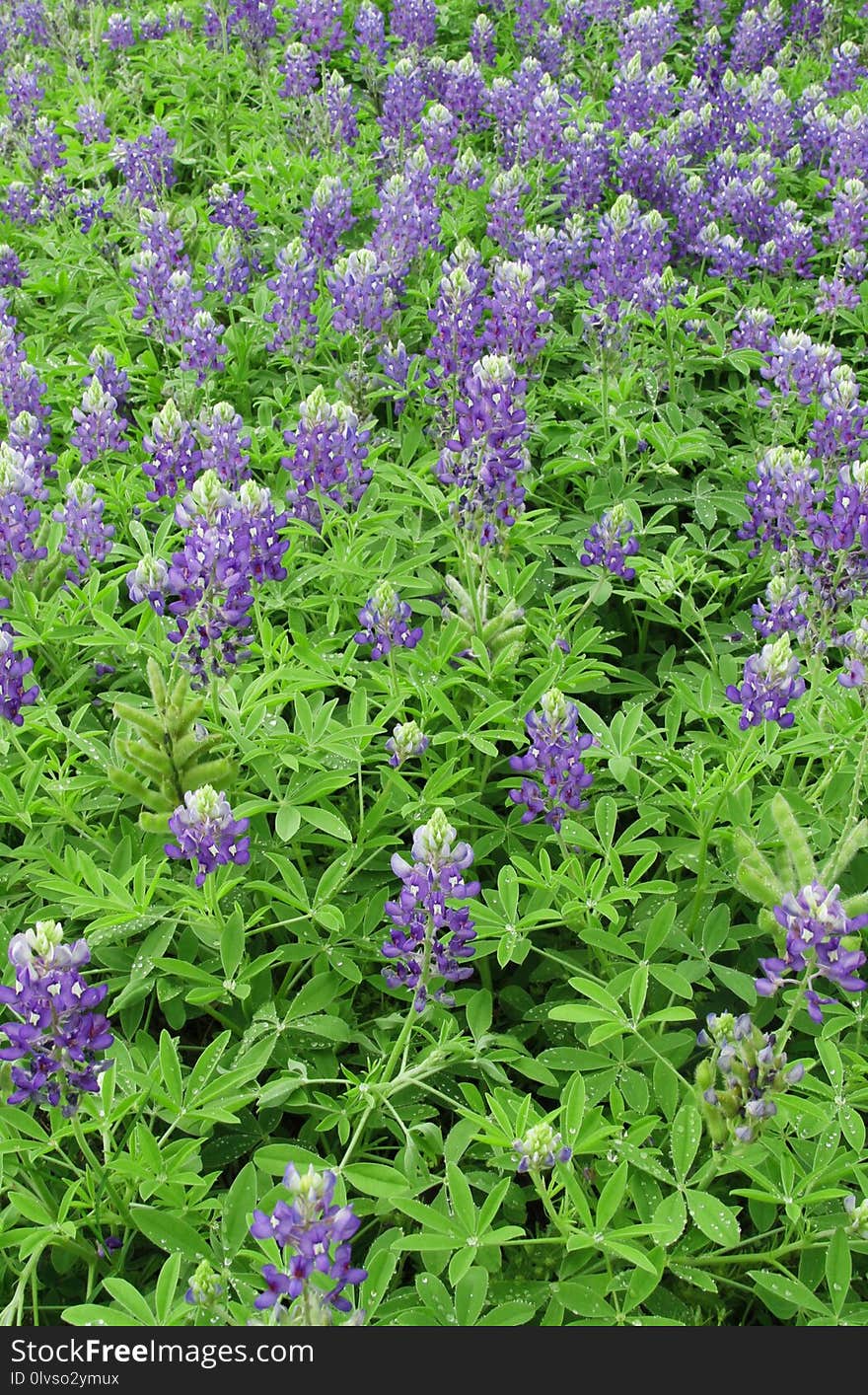 Plant, Flower, Lupin, Grass