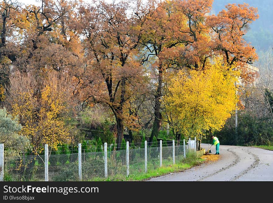 Nature, Leaf, Tree, Autumn