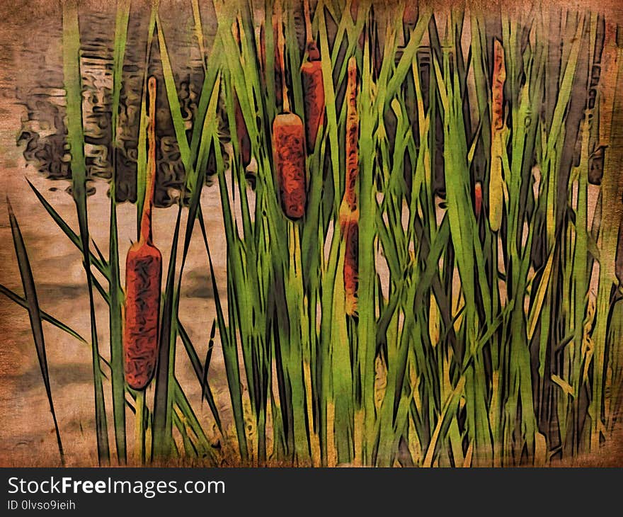 Grass Family, Grass, Plant, Phragmites