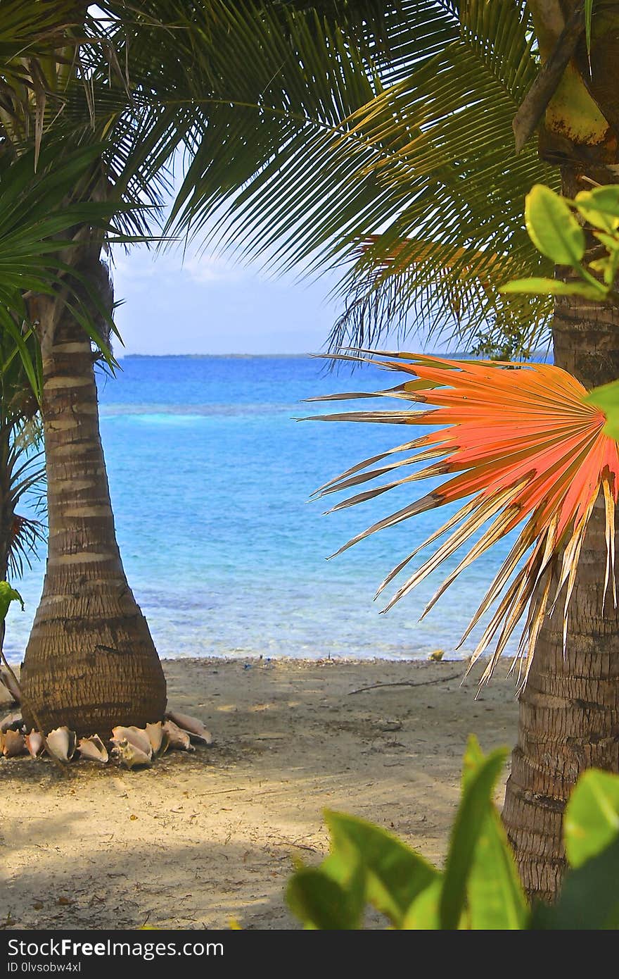 Tropics, Arecales, Caribbean, Palm Tree