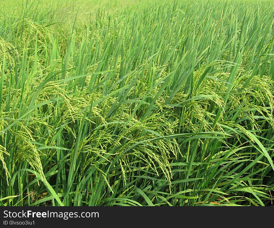 Grass, Crop, Vegetation, Ecosystem