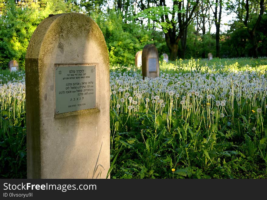 Grave, Headstone, Grass, Cemetery