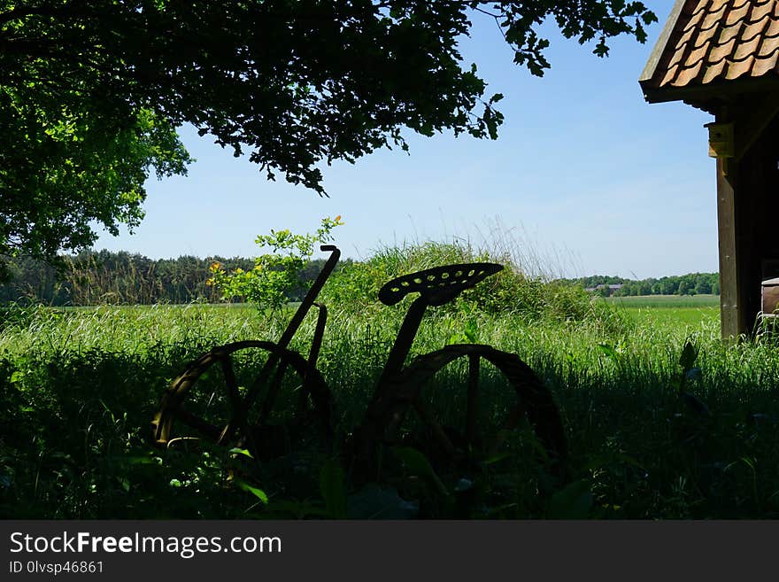 Green, Sky, Field, Grass