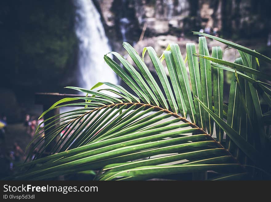 Vegetation, Leaf, Flora, Plant