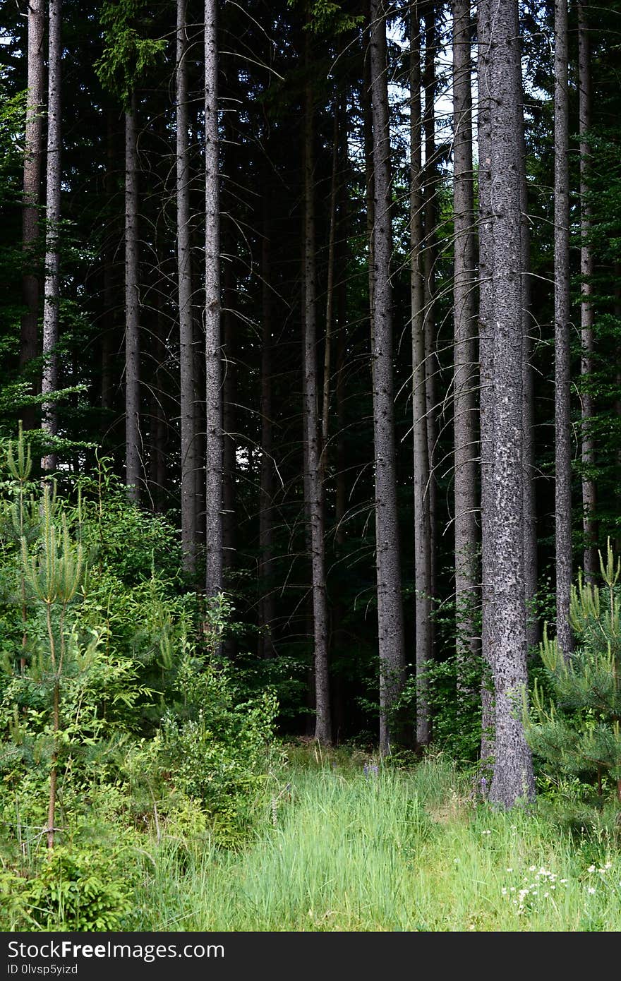 Spruce Fir Forest, Ecosystem, Forest, Vegetation