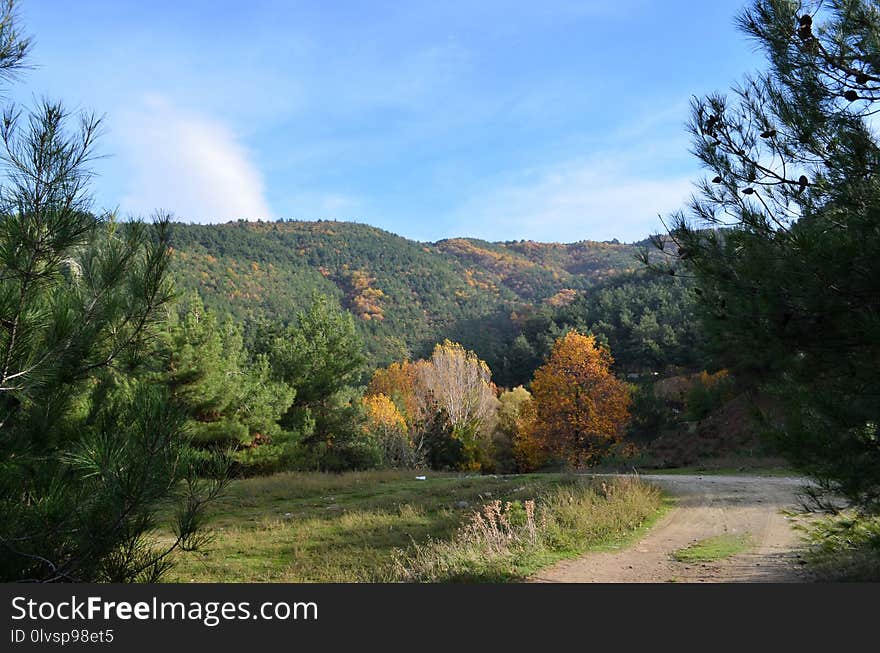 Nature, Ecosystem, Leaf, Nature Reserve