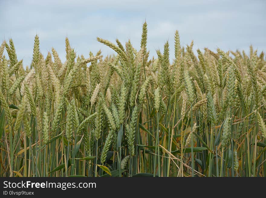 Food Grain, Wheat, Triticale, Crop