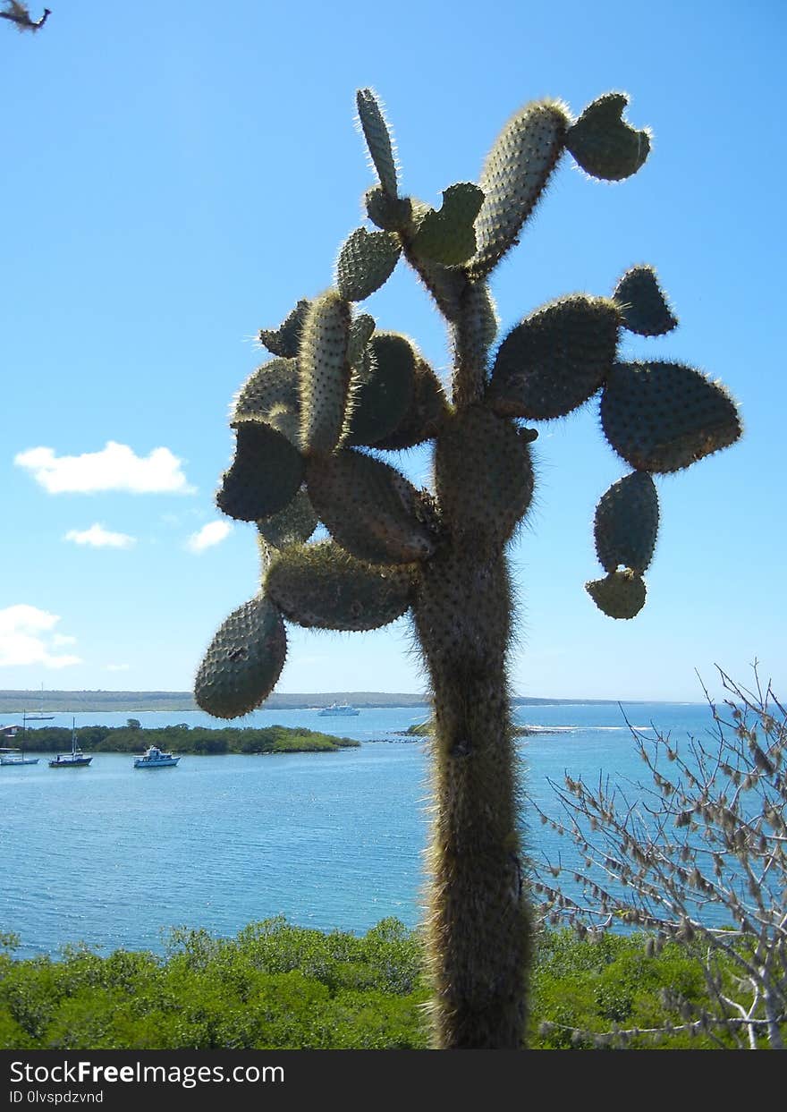 Plant, Cactus, Tree, Sky