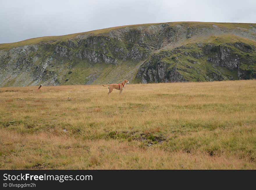 Grassland, Ecosystem, Wildlife, Wilderness