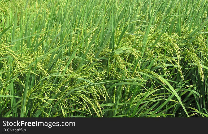 Grass, Crop, Agriculture, Grass Family