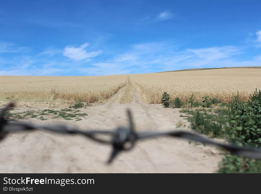 Ecosystem, Sky, Field, Ecoregion