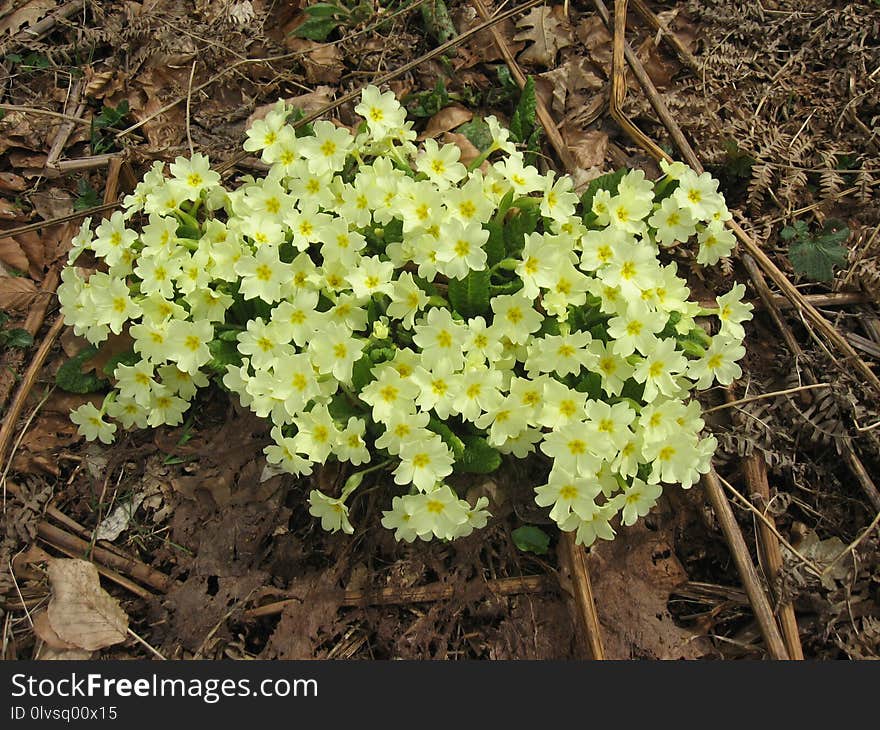 Flower, Plant, Flowering Plant, Flora