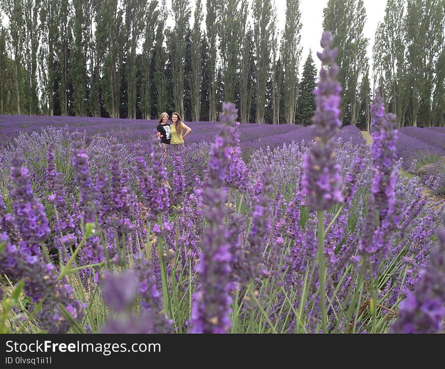 Flower, Plant, English Lavender, Lavender