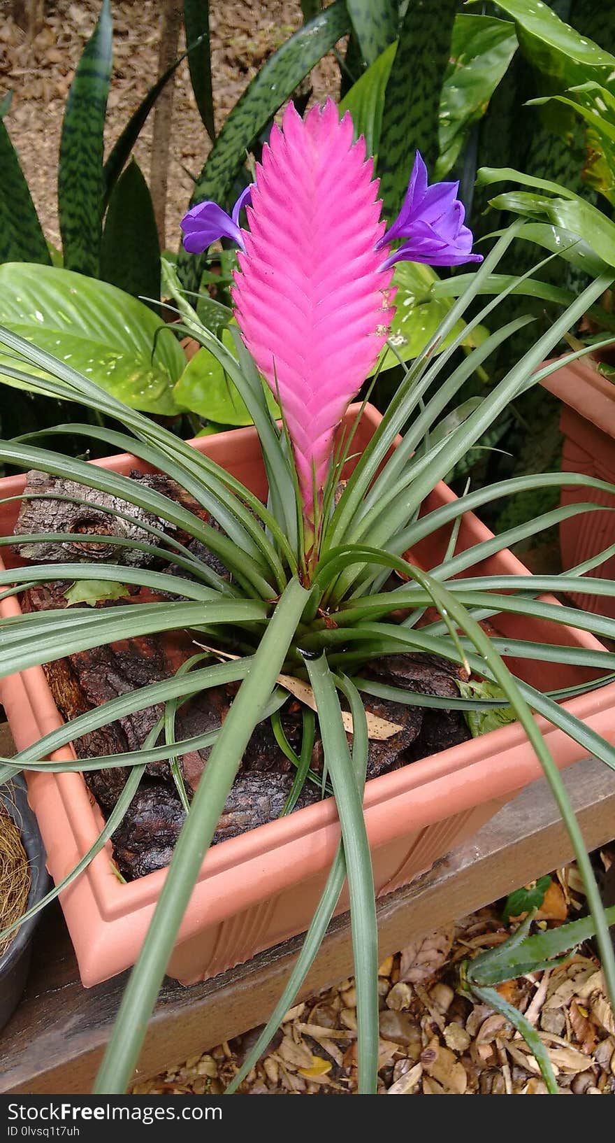 Plant, Flora, Leaf, Flower