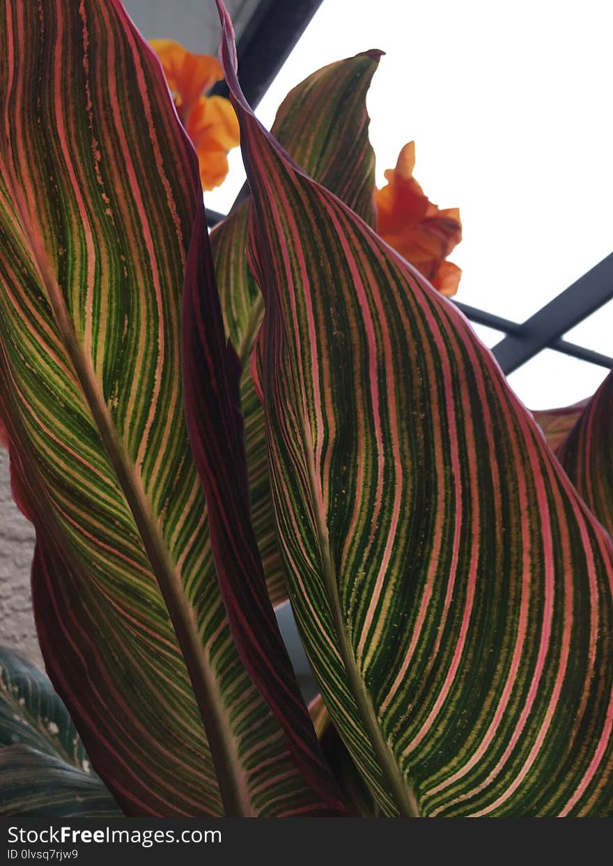 Plant, Leaf, Canna Family, Flora