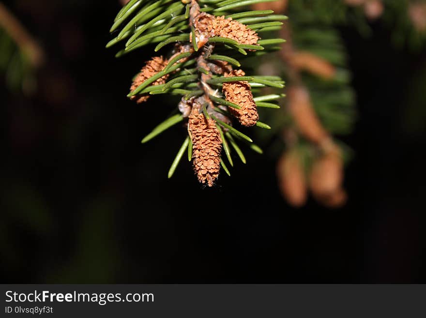 Vegetation, Branch, Tree, Pine Family