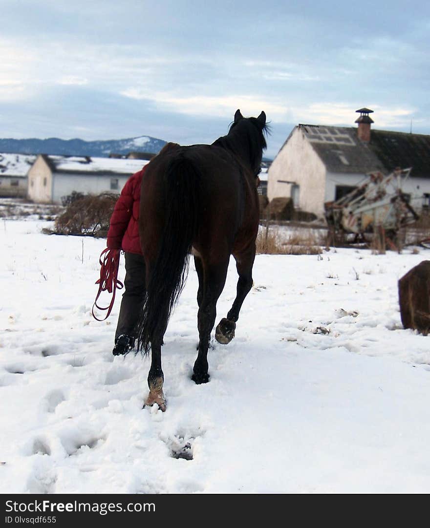 Horse, Horse Like Mammal, Stallion, Snow