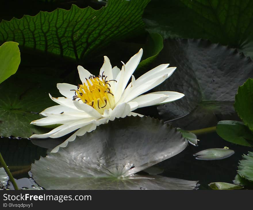 Flower, Flora, Plant, Water