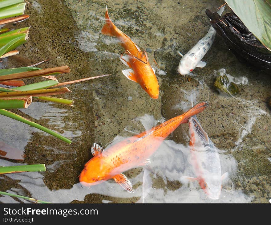 Fish Pond, Koi, Fish, Fauna