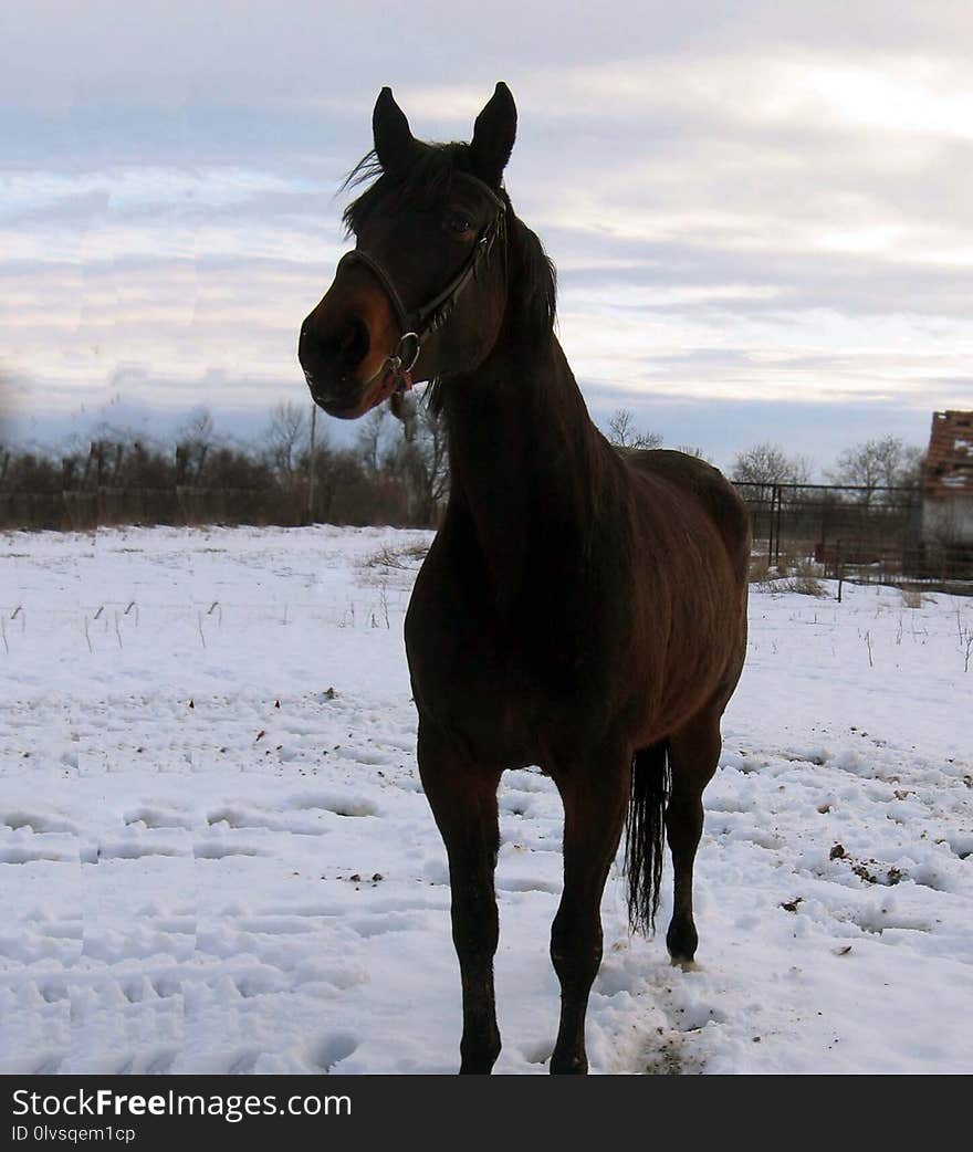 Horse, Bridle, Stallion, Mane