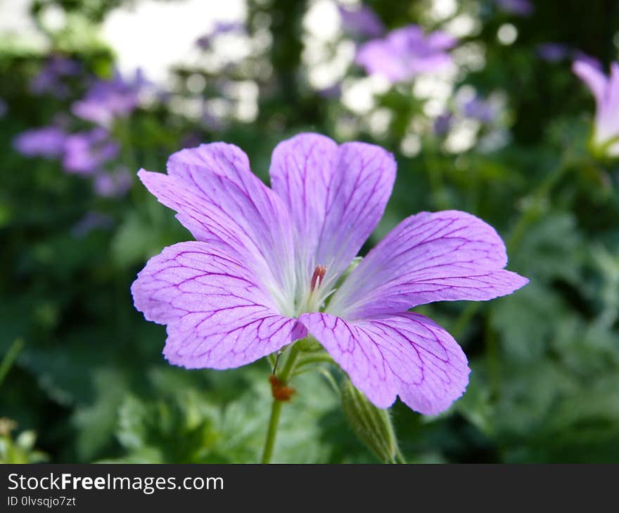 Flower, Plant, Geranium, Flowering Plant