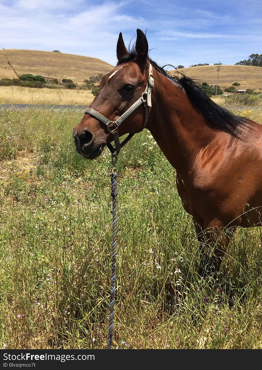 Horse, Ecosystem, Bridle, Horse Like Mammal