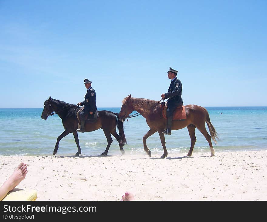 Horse, Horse Like Mammal, Equestrianism, Beach