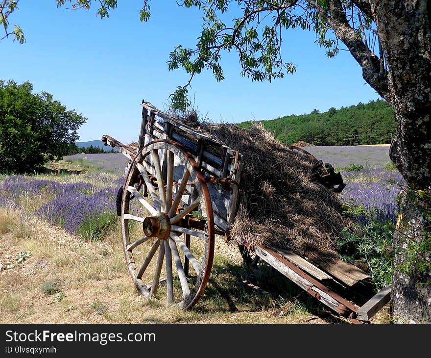 Plant, Tree, Rural Area, Wheel