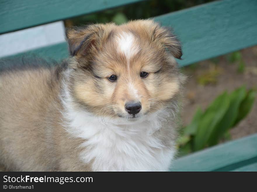 Dog, Dog Like Mammal, Rough Collie, Dog Breed