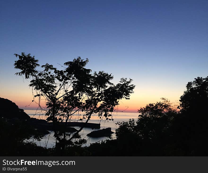 Sky, Tree, Nature, Woody Plant