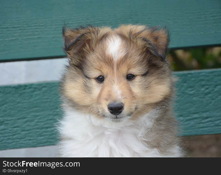 Dog, Rough Collie, Dog Like Mammal, Scotch Collie