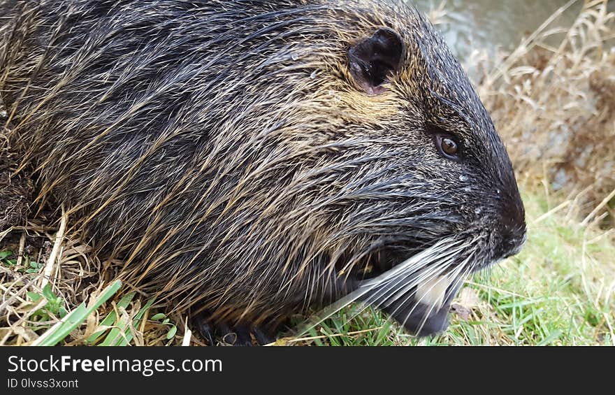 Fauna, Beaver, Mammal, Porcupine