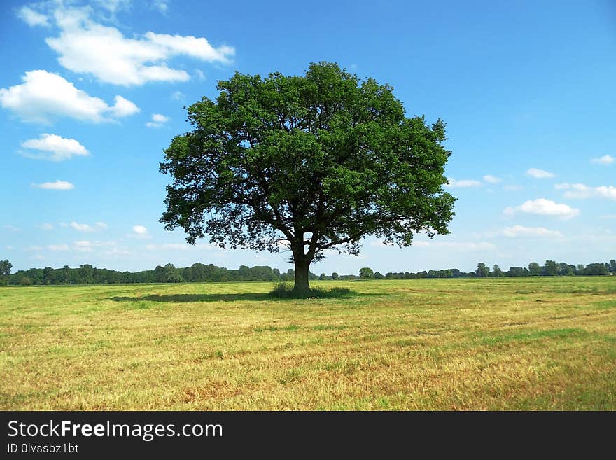 Tree, Grassland, Sky, Woody Plant