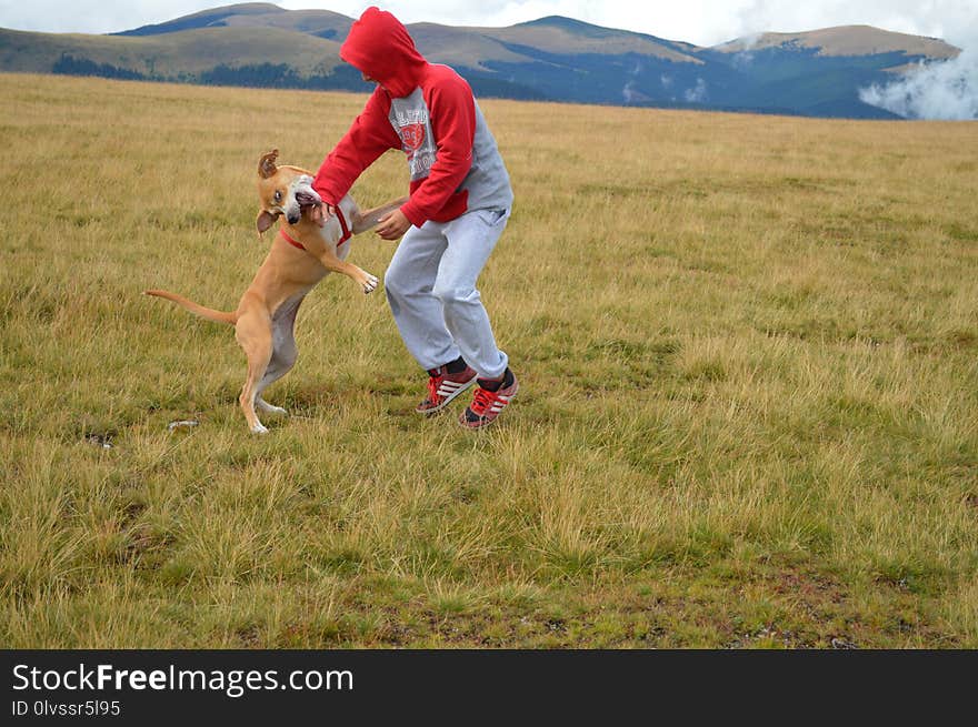 Grassland, Ecosystem, Dog, Steppe