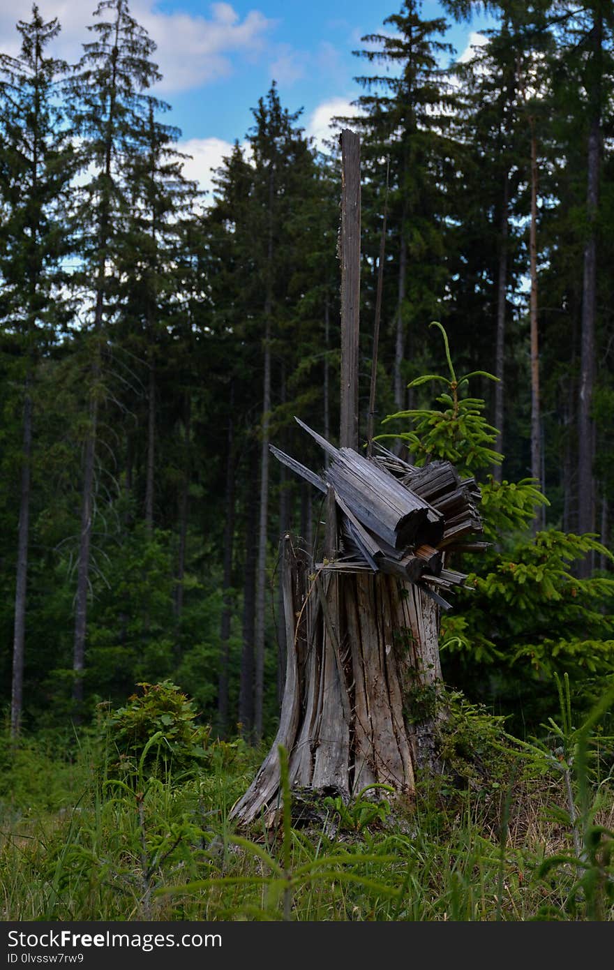 Tree, Ecosystem, Wilderness, Nature Reserve